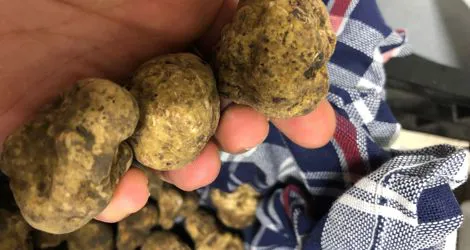 Degustazione tartufo bianco 