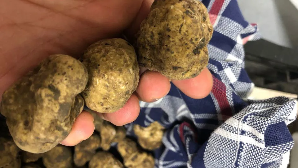 Degustazione tartufo bianco 