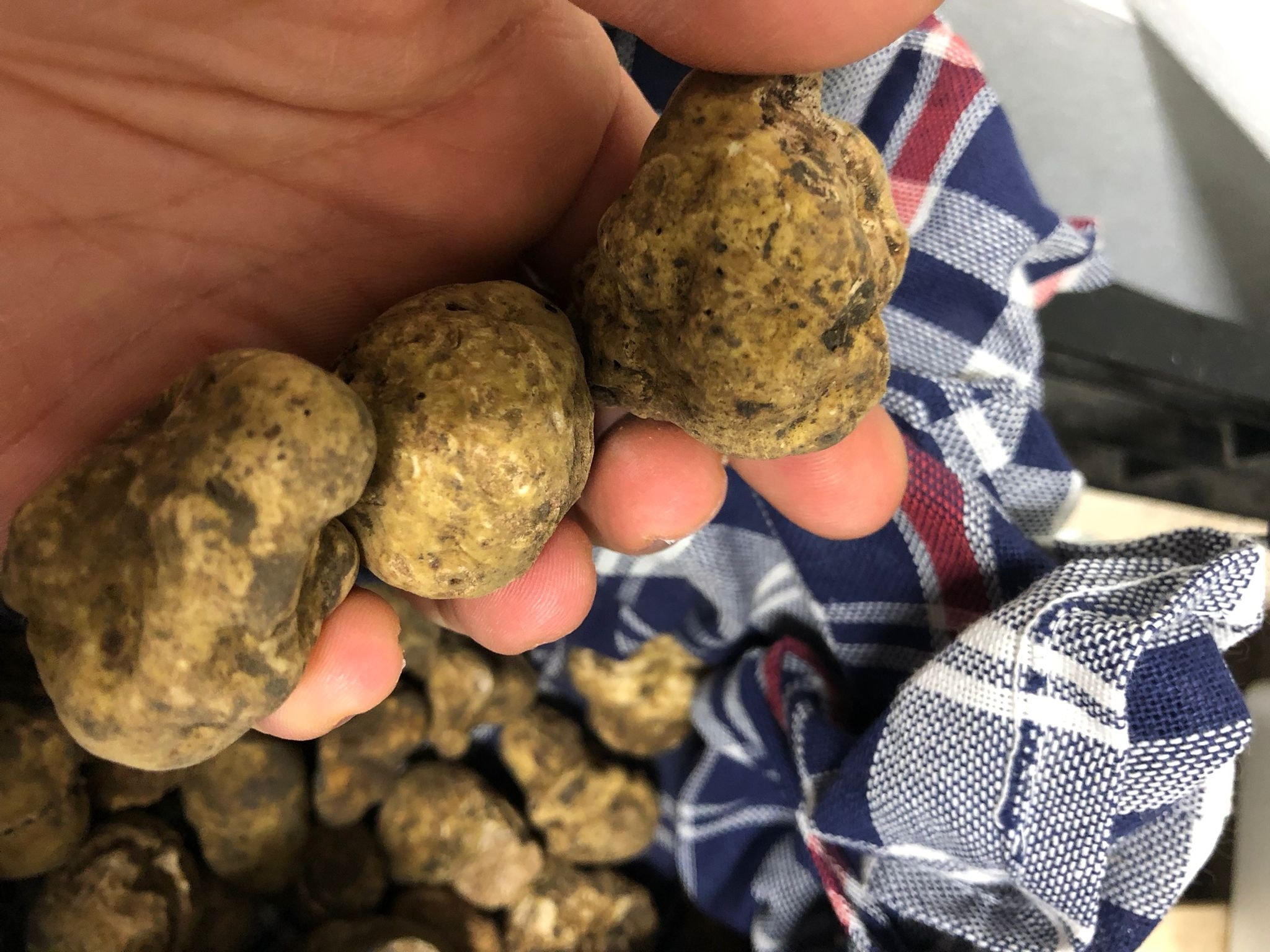 Degustazione tartufo bianco a Verona